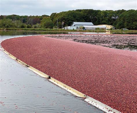 A Bogside Tradition Edible Cape Cod