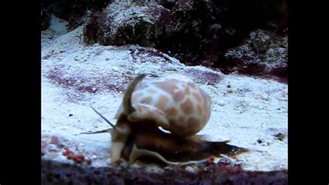 Babylonia Nassarius Snail Leopard Snail Youtube