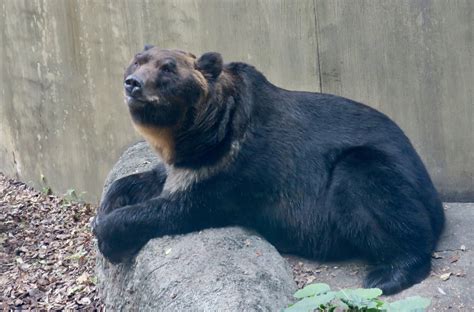 Ussuri Brown Bear Ursus Arctos Lasiotus Zoochat