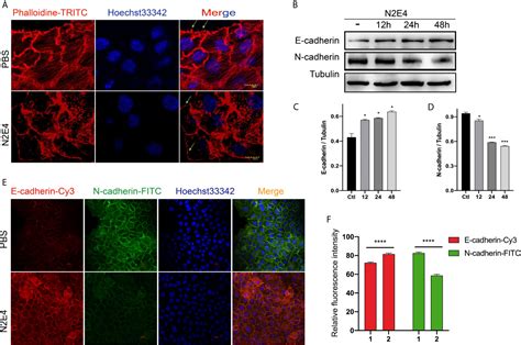 Frontiers N E A Monoclonal Antibody Targeting Neuropilin