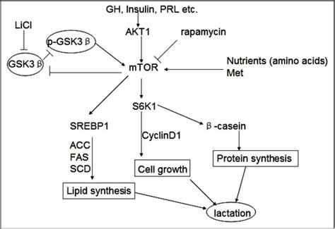 Molecules Free Full Text Gsk3β Regulates Milk Synthesis In And