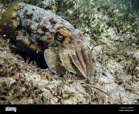 Pharaoh Cuttlefishpharaoh Cottlefish Mollusks Type Of Mollusk Head