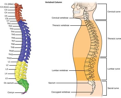 Thoracic Vertebrae Anatomy Pdf