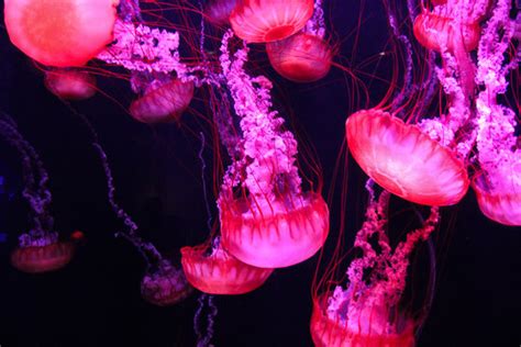 Pink Jellyfish Wallpaper