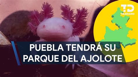 Puebla Contará Con Un Parque Del Ajolote Para Preservar La Especie