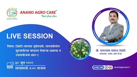 Anand Agro Care टोमॅटो लागवड पूर्वतयारी लागवडीनंतर सुरुवातीच्या काळात येणाऱ्या समस्या व