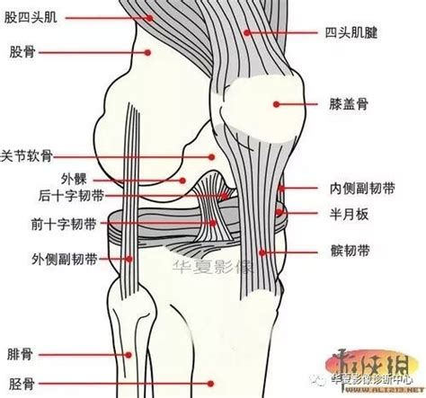 膝关节解剖图及高清mri解剖：推荐收藏 Medscicn