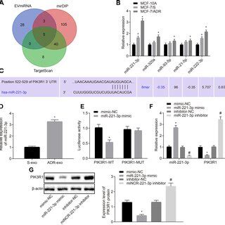 BC Cell Exosomal MiR 221 3p Targets PIK3R1 A Upstream Regulatory