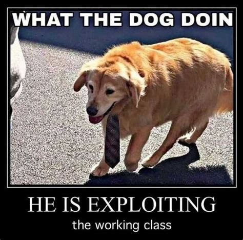 What The Dog Doin Meme Discover More Interesting Animal Cat Comedy