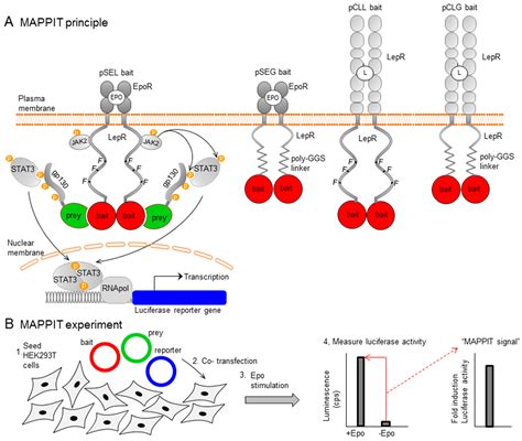 Protein Receptor Map