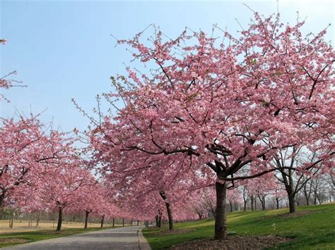 Shanghai Botanical Garden Cherry Blossom | Fasci Garden