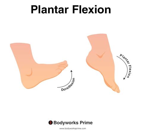 Ankle ROM Flashcards - Bodyworks Prime