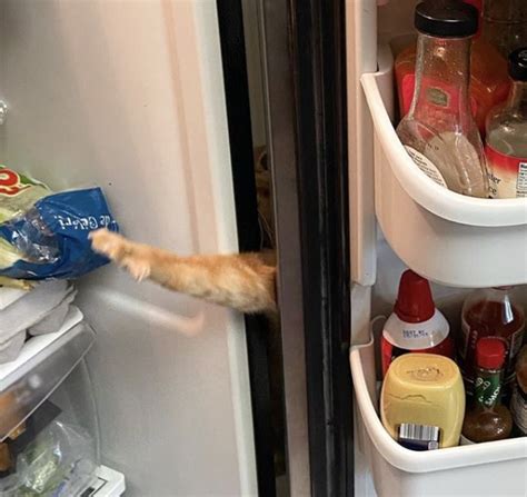 This Cat Named Carrot Has Gone Viral For Getting His Little Paws In The Fridge