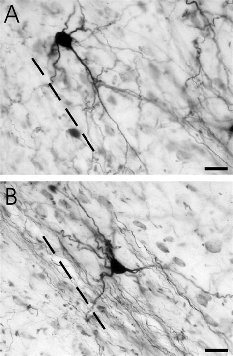 Photomicrographs Of Cells Within The Dorsal Division Of Dorsal