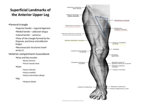 Thigh Anatomy Of Upper Leg Muscles Of The Anterior Thigh Quadriceps