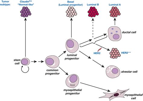 Keeping Abreast Of The Mammary Epithelial Hierarchy And Breast