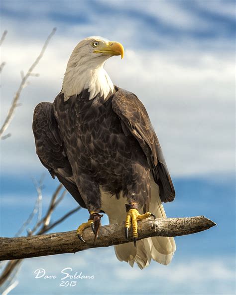 Bald Eagle Explore JusDaFax S Photos On Flickr JusDaFax H Flickr