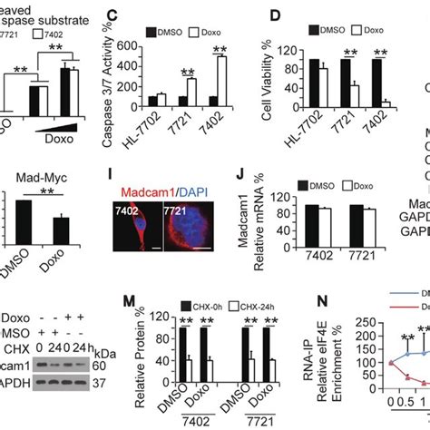 Doxorubicin Induced Apoptosis And Reduced Madcam1 Expression A B