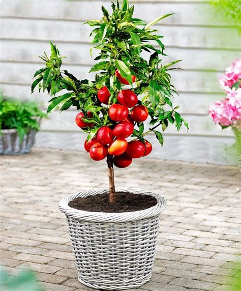 Alberi Da Frutto Nani Da Coltivare Sul Balcone Consigli Utili Fruit