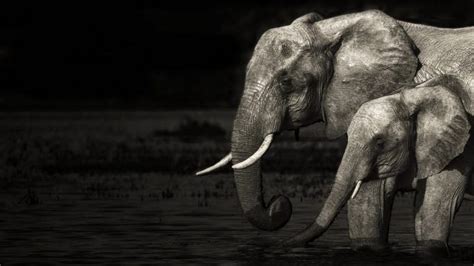 Elephant Wallpaper - Free HD Desktop Images