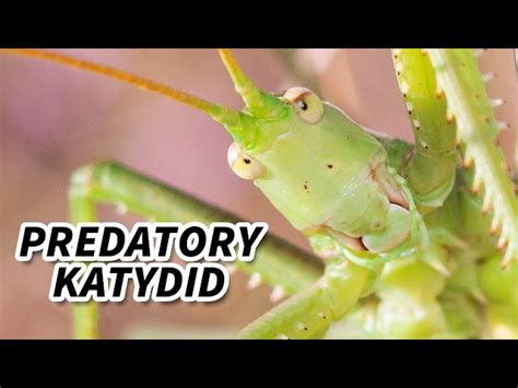 Katydid Life Cycle