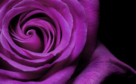 Wallpaper Of Purple Roses 67 Images