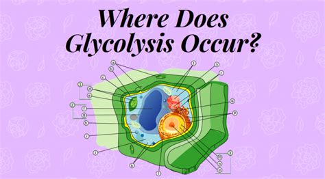 Where Does Glycolysis Take Place In A Cell Science Trends