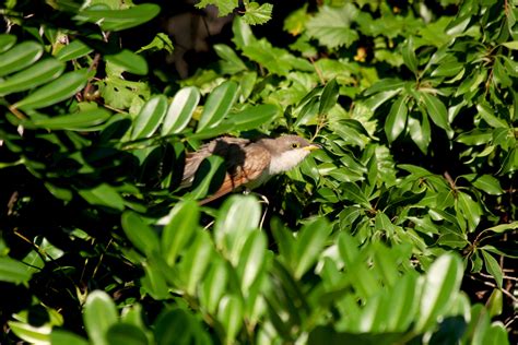 Avises Birds Of The World
