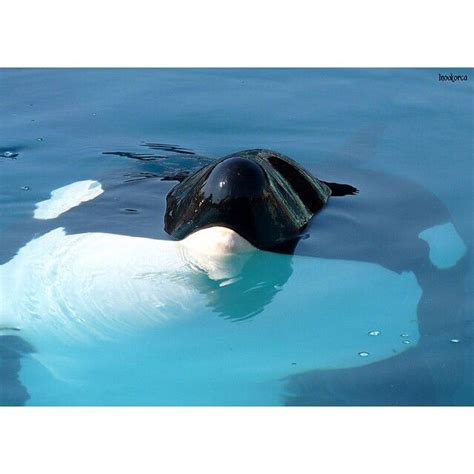 orca obsessed | Orca, Orca whales, Killer whales