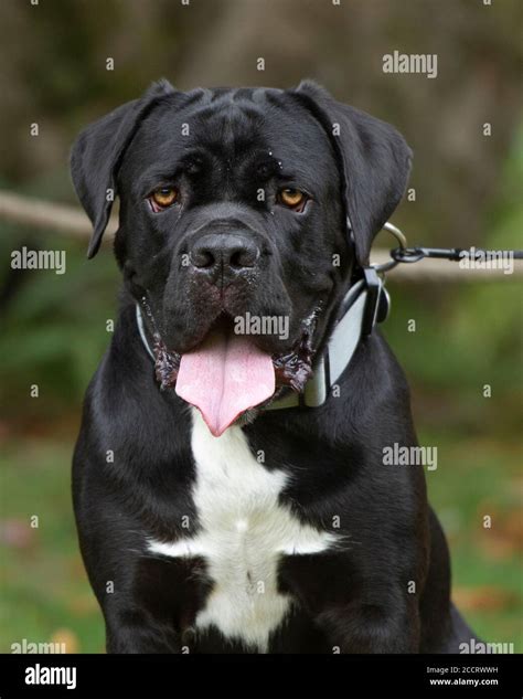 Cane Corso Dog Stock Photo Alamy