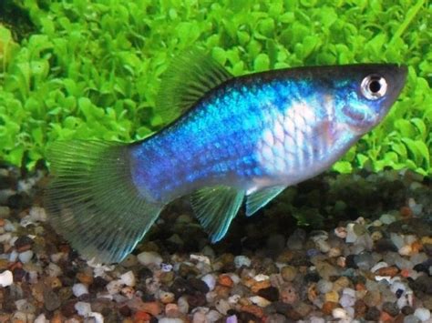 Blue Platy Tropical Freshwater Fish Fish Fish Pet