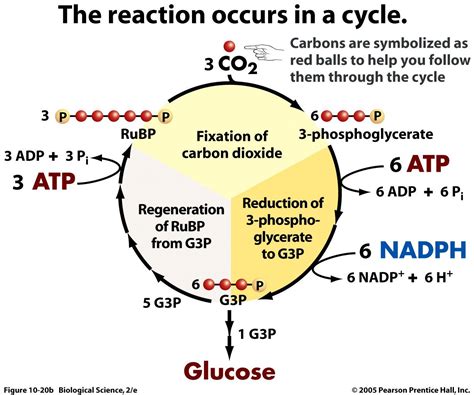 Simple Calvin Cycle Diagram