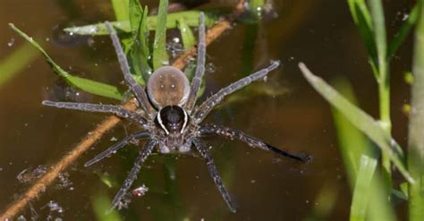 27 Common Spiders In Texas A Z Animals
