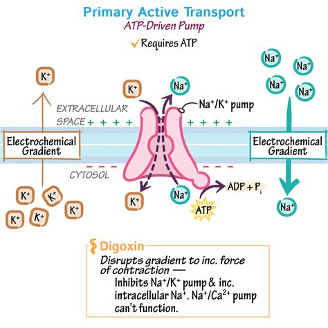 Active Transport Diagram Labeled