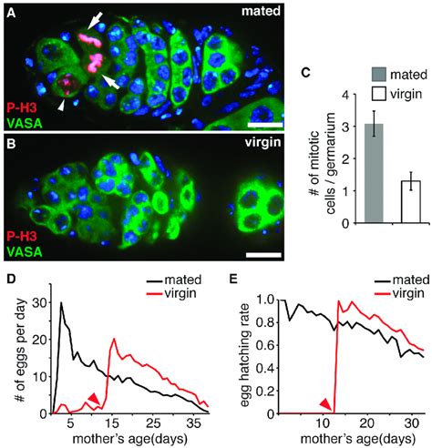 Germline Stem Cell GSC Proliferation Cycle Contributes To The Age