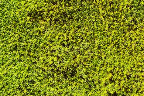 Moss on the northern bog stock photo. Image of background - 104347060