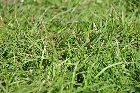 Kostenlose Foto Natur Gras Pflanze Feld Rasen Wiese Blatt