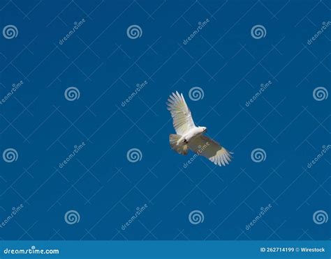 Beautiful Sulphur-crested Cockatoo Flying in the Clear Blue Sky Stock ...