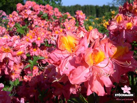 Azalea 'Cecile' // Stöckmann Baumschulen