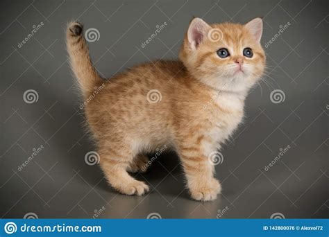 Gato Brit Nico Del Shorthair En Fondos Coloreados Foto De Archivo