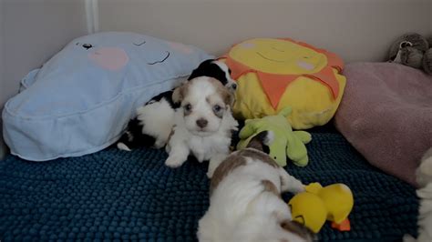 Bichon Havanais Youtube