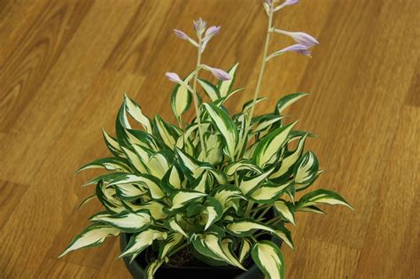 Сад Флоранс - Хосты - (Hosta)