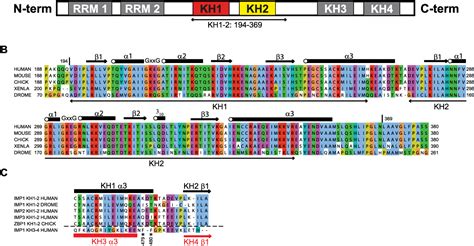 Figure From Imp Kh And Kh Domains Create A Structural Platform