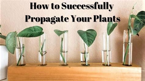 How To Successfully Propagate Your Plants Patuxent Nursery