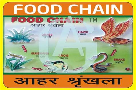 MODEL OF FOOD CHAIN CHINESE GUPTA BRAND 60000005 Laboratory