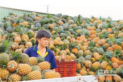 【陸禁鳳梨】農委會發起全民吃鳳梨挺台灣 網看穿政府sop嘆：然後呢 新聞 中時新聞網