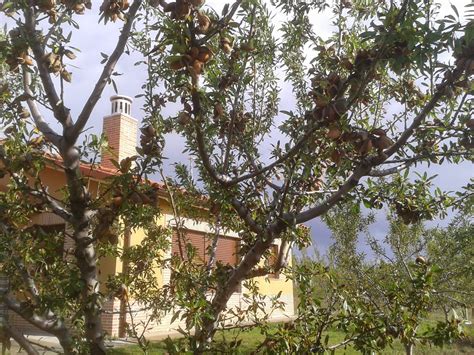 Almendros ecológicos VISITAS GUIADAS