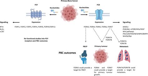 A Systematic Review Of The Expression Signalling And Function Of P2