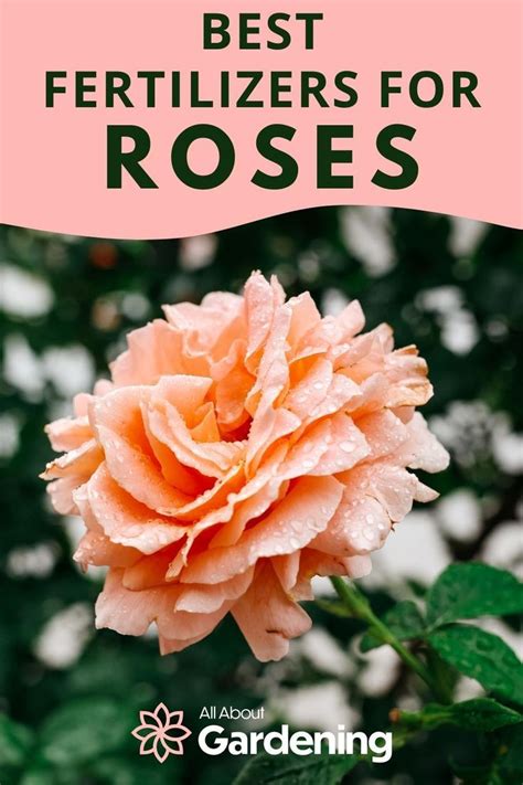 Best Fertilizers For Roses Ratings Reviews And Top Picks Planting