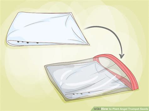 How to Plant Angel Trumpet Seeds (with Pictures) - wikiHow